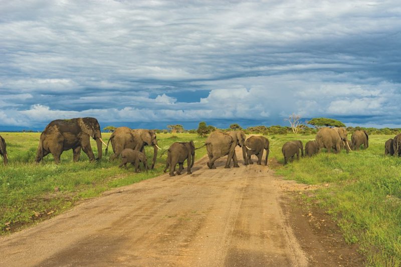 Elephants Mount Kilimanjaro National Park, animals on Kilimanjaro