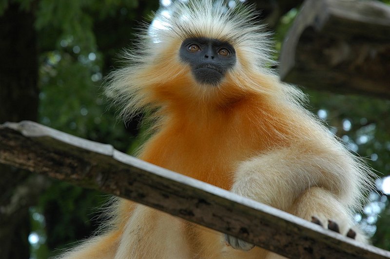Golden langur in a tree