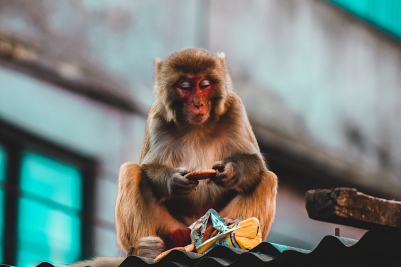 A Rhesus Macaque Monkey in Thamel in Nepal