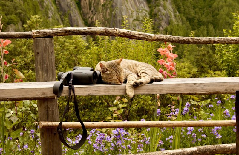 Cat and camera on fence along Taktsang Trail in Paro, Bhutan
