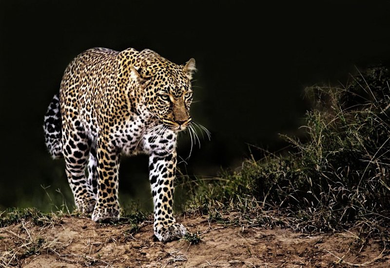 leopard in serengeti