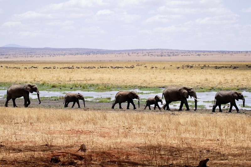 Elephants in Tarangire National Park
