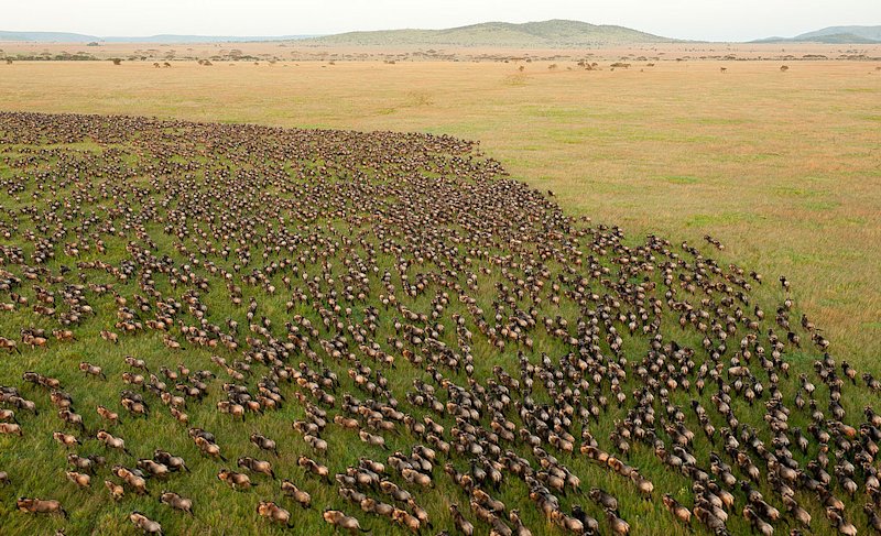 Great Wildebeest Migration Tanzania safari aerial view