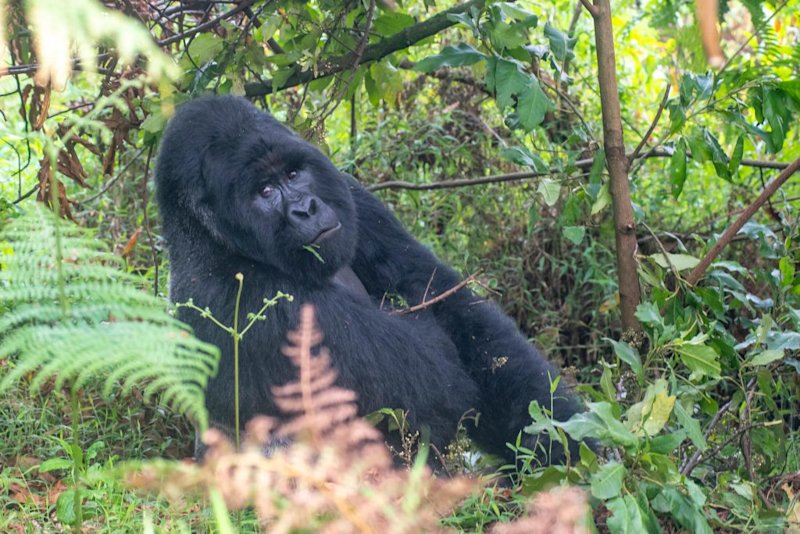 mountain gorilla, male, sitting in grass, Uganda wildlife in pictures