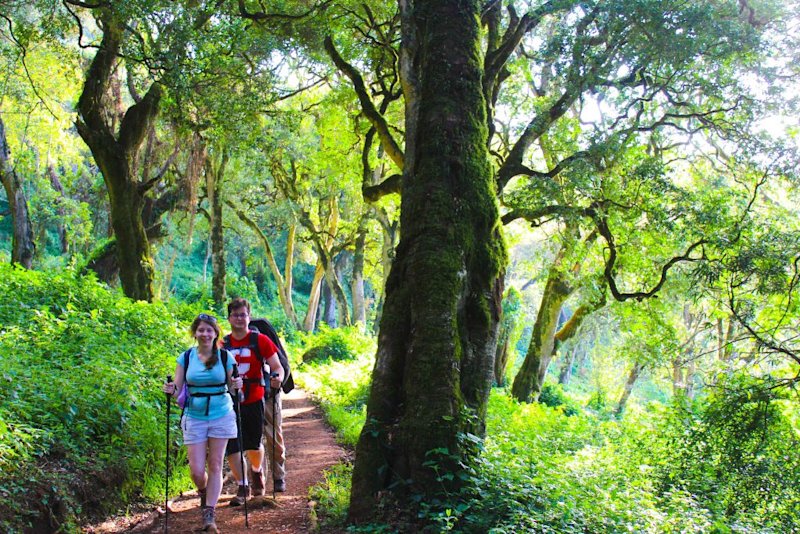 Walkers on Kilimanjaro in the forest