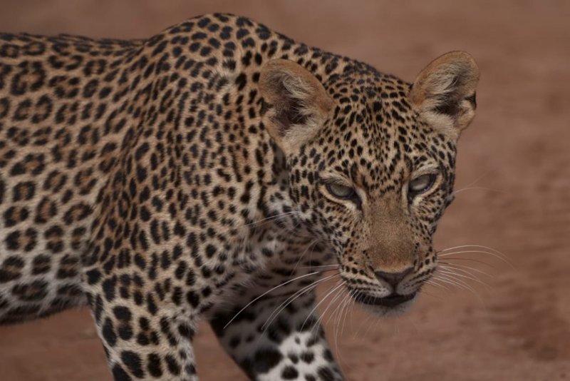 Leopard looking at camera