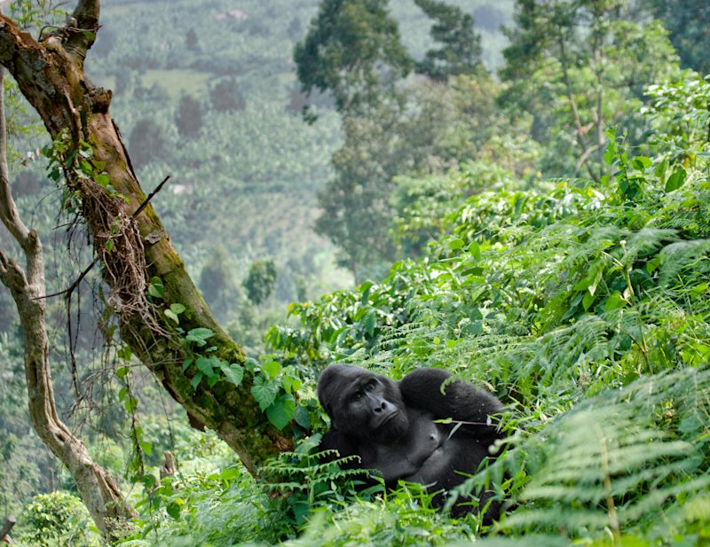 Bwindi Impenetrable Forest
