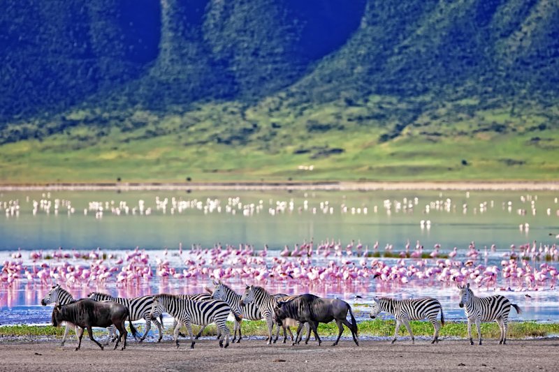 Zebras and flamingoes in Ngorongoro Crater