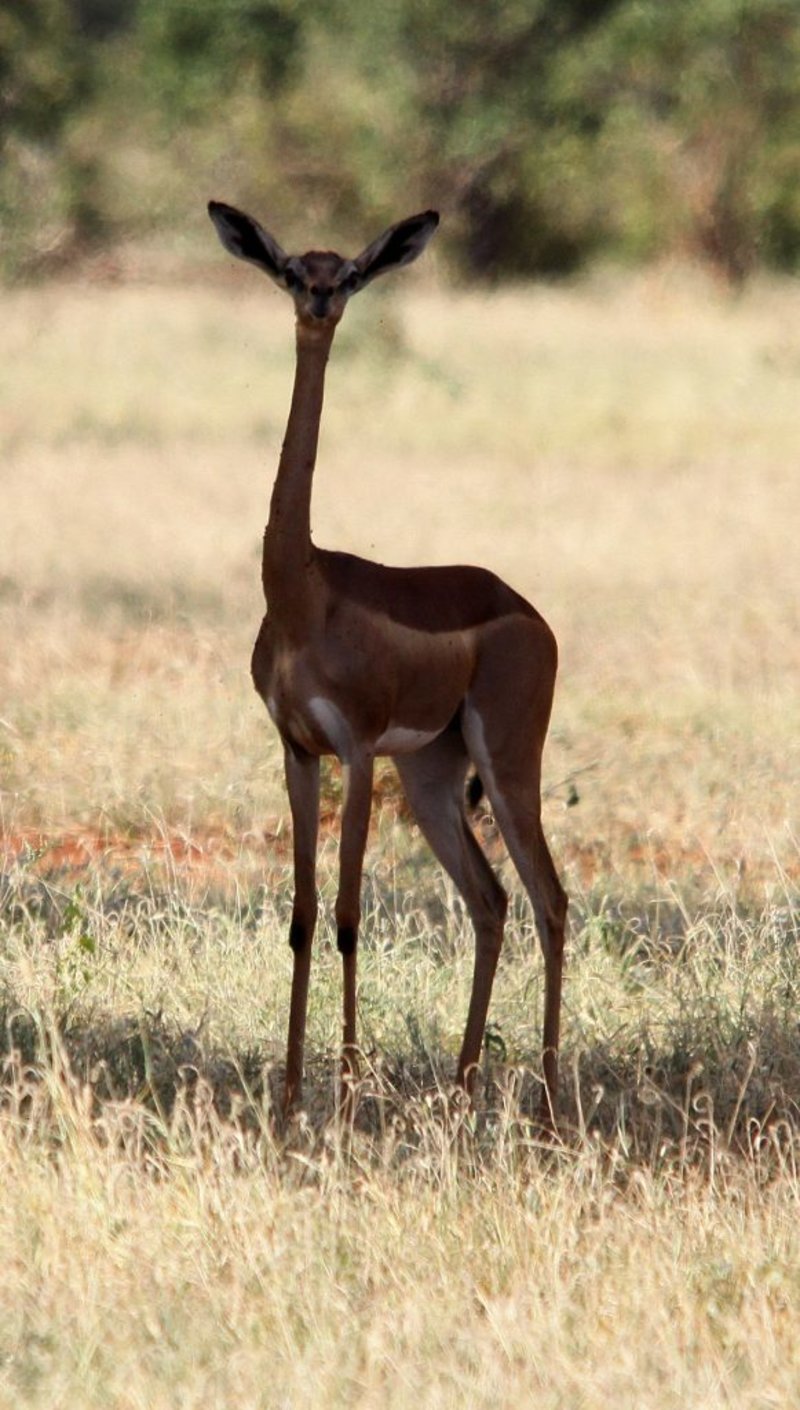 Gerenuk standing and looking at camera in Tarangire National Park