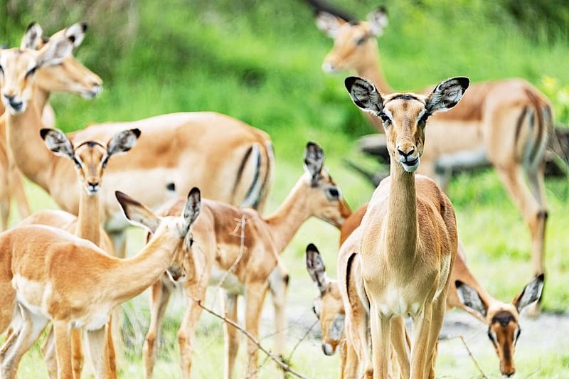 Impalas Great Migration