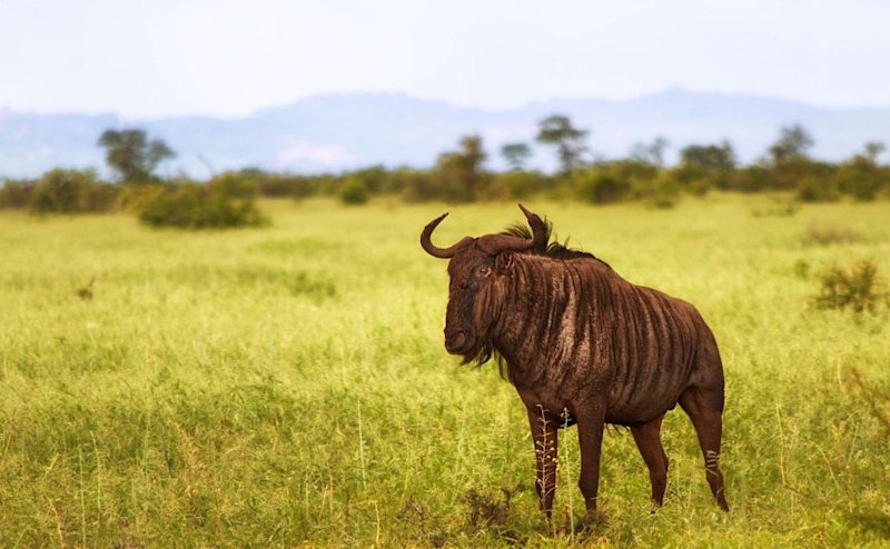 blue wildebeest