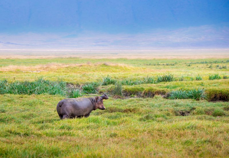 Hippo in Ngorongoro Crater