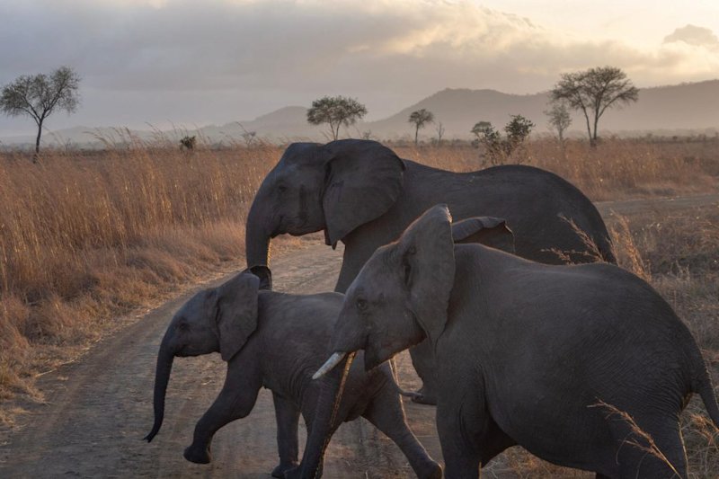 Elephants at sunset