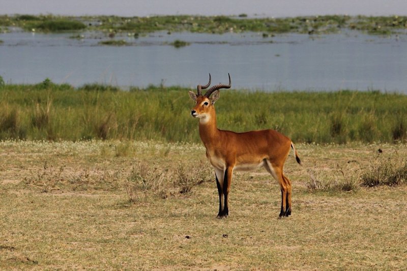 A male Ugandan kob