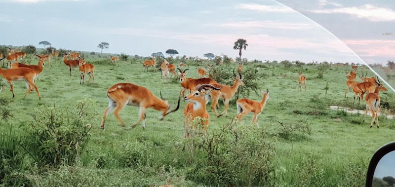 Impala in Ugandan game park