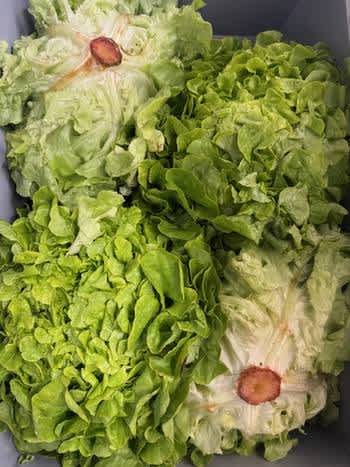 VeldBeek Eikenbladsla