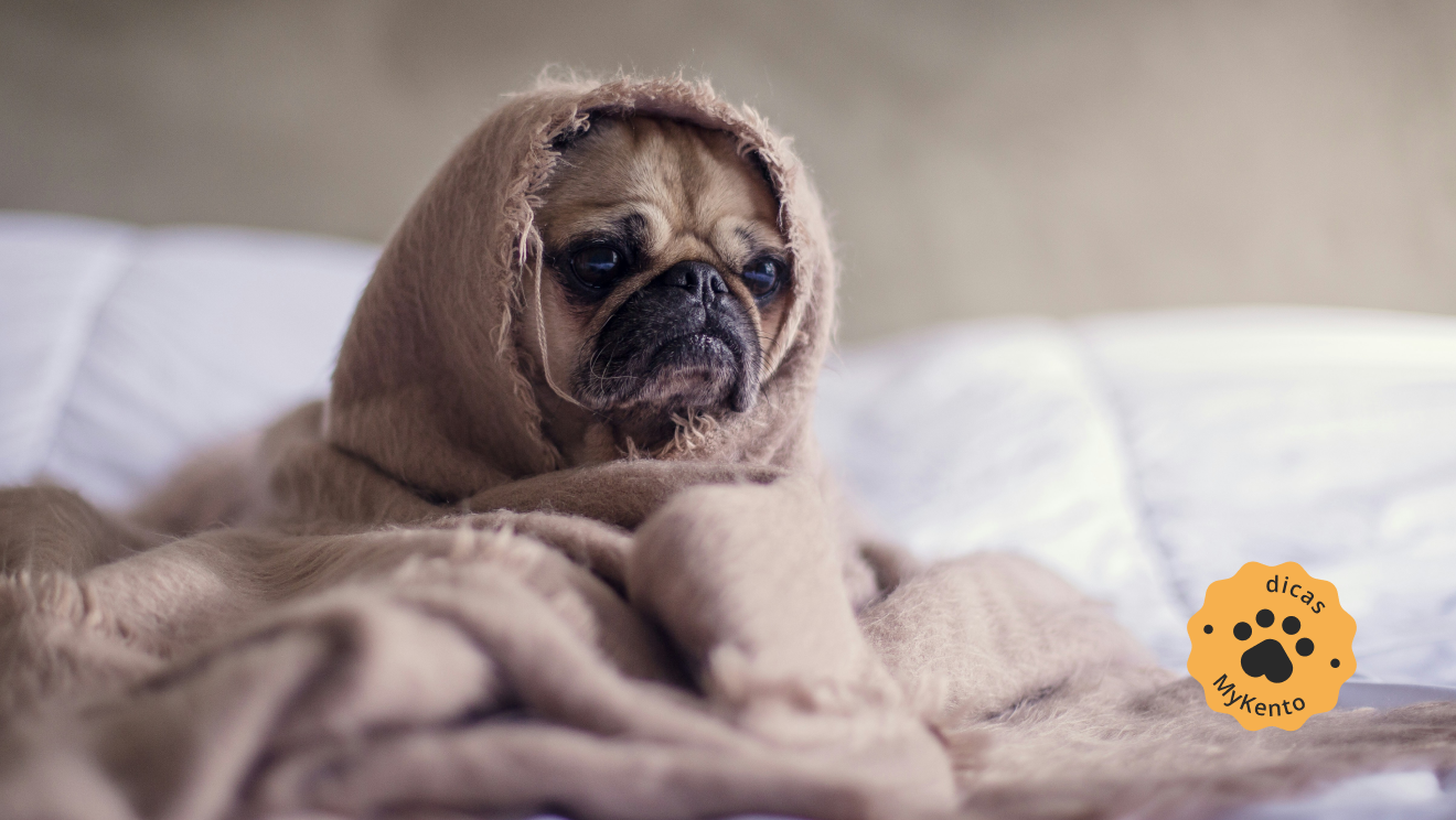 Dicas e cuidados essenciais para creches e hotéis Pet no inverno