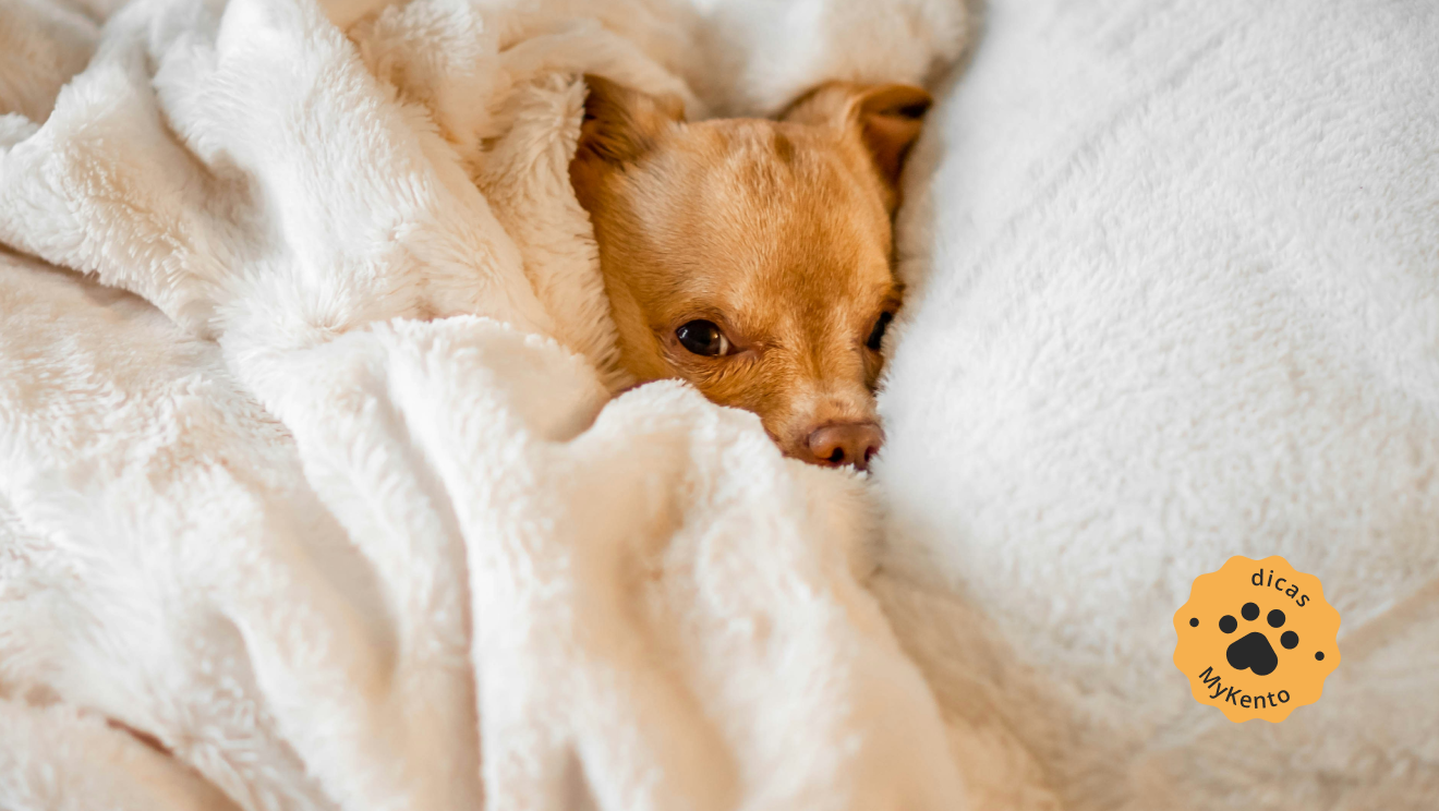 Principais doenças para cães no Inverno e como preveni-las em seu estabelecimento Pet