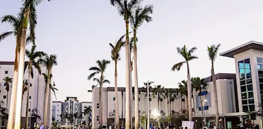 Palm trees line a walkway between campus buildings.
