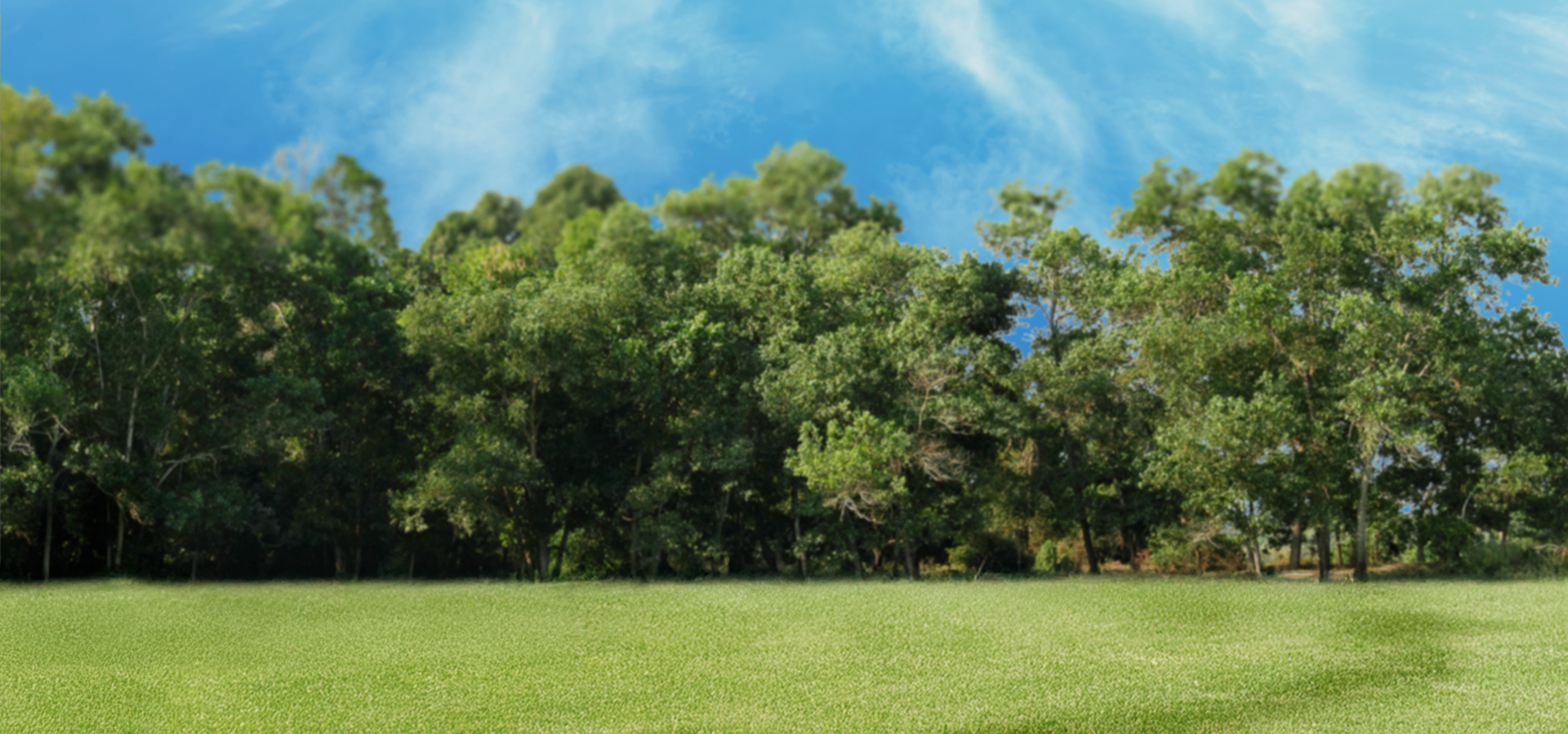 Summer Background Layer