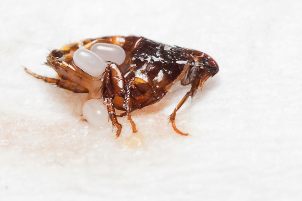 Image of flea eggs on an adult flea