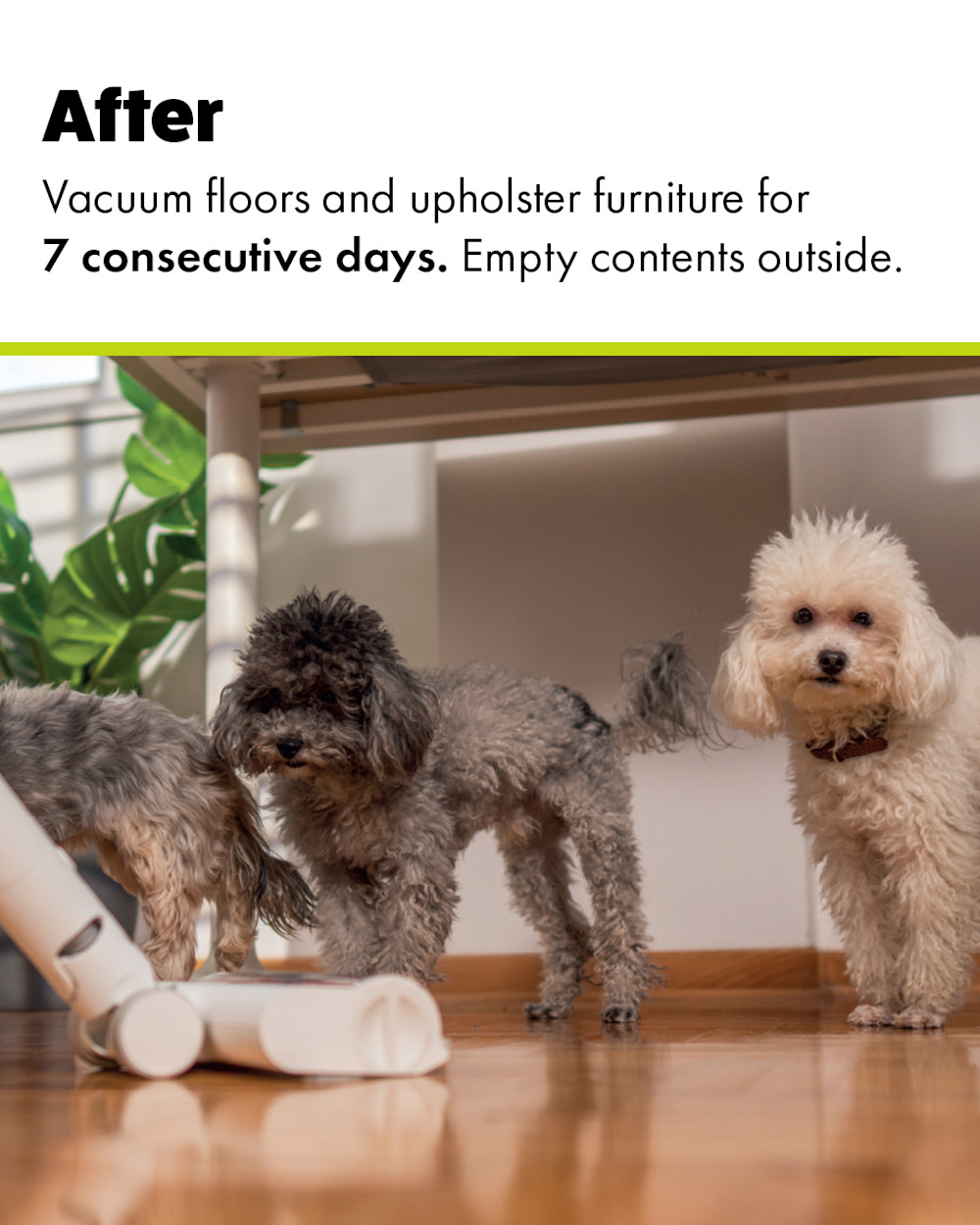 How to use household flea spray - Vacuum your home for a week after spraying