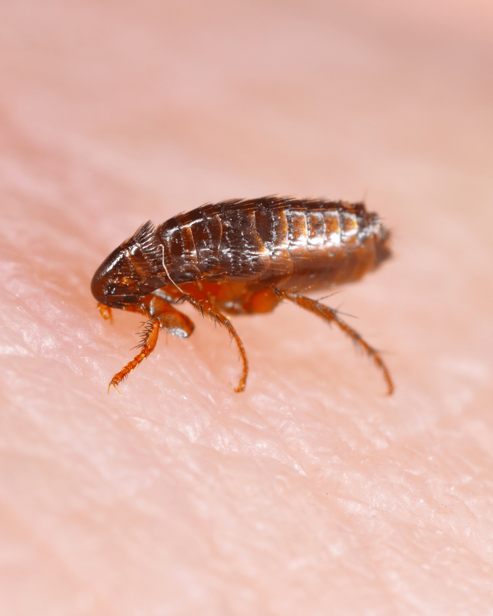 Picture of a flea parasite up close zoomed in on skin