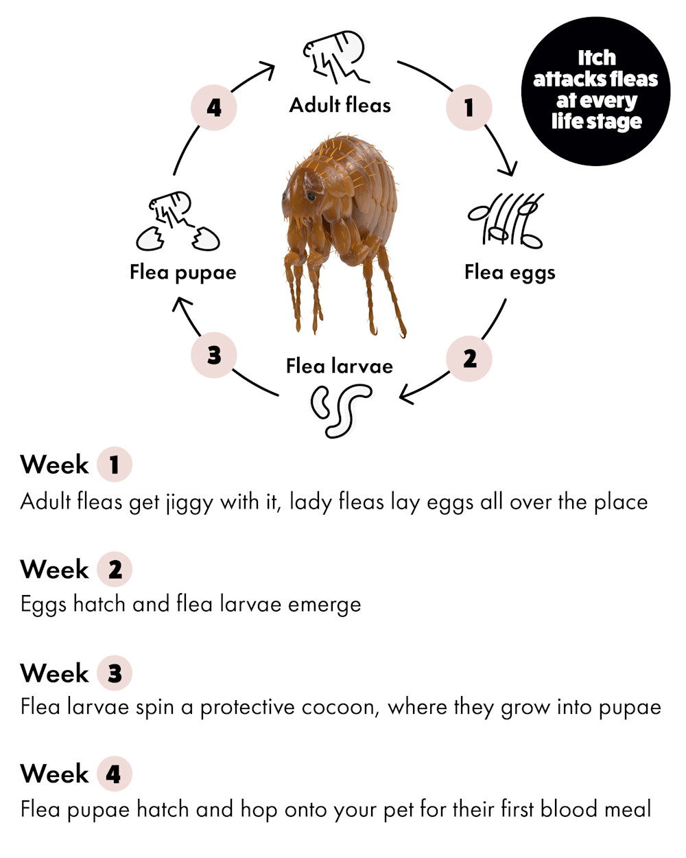 Itch Flea Treatment for Cats and Dogs attacks fleas at every life stage