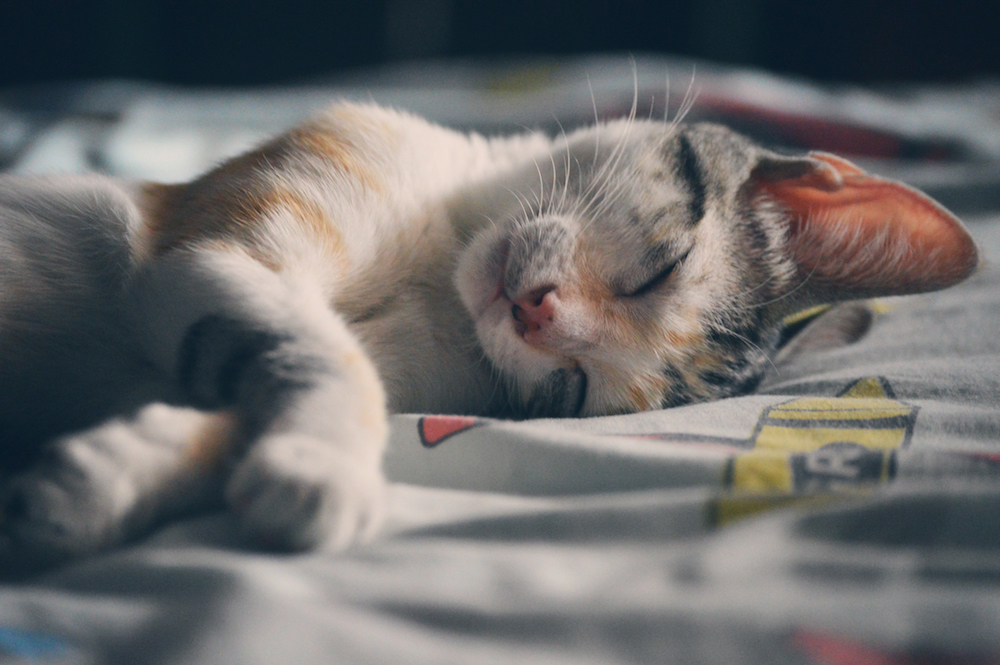 gato-roncando-1