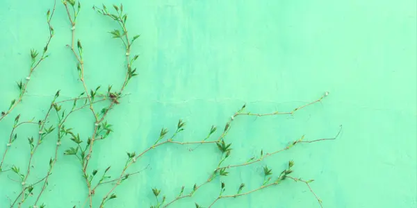 green-it-