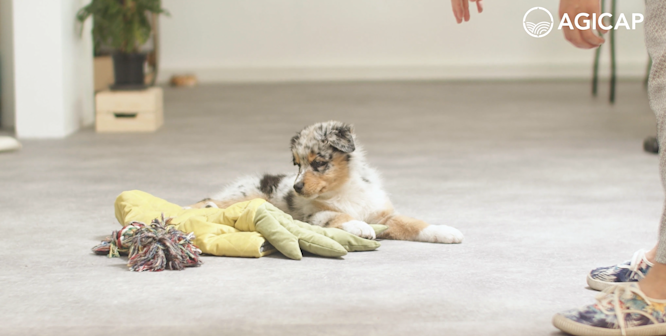 Morgane Renault dog