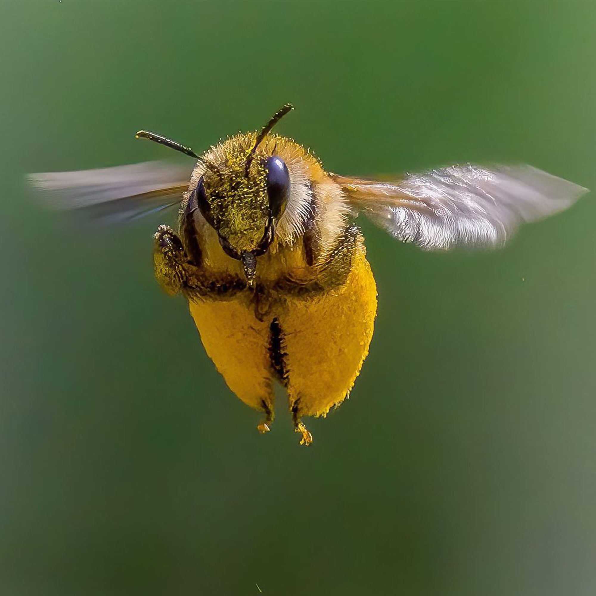 Bee2Cimage