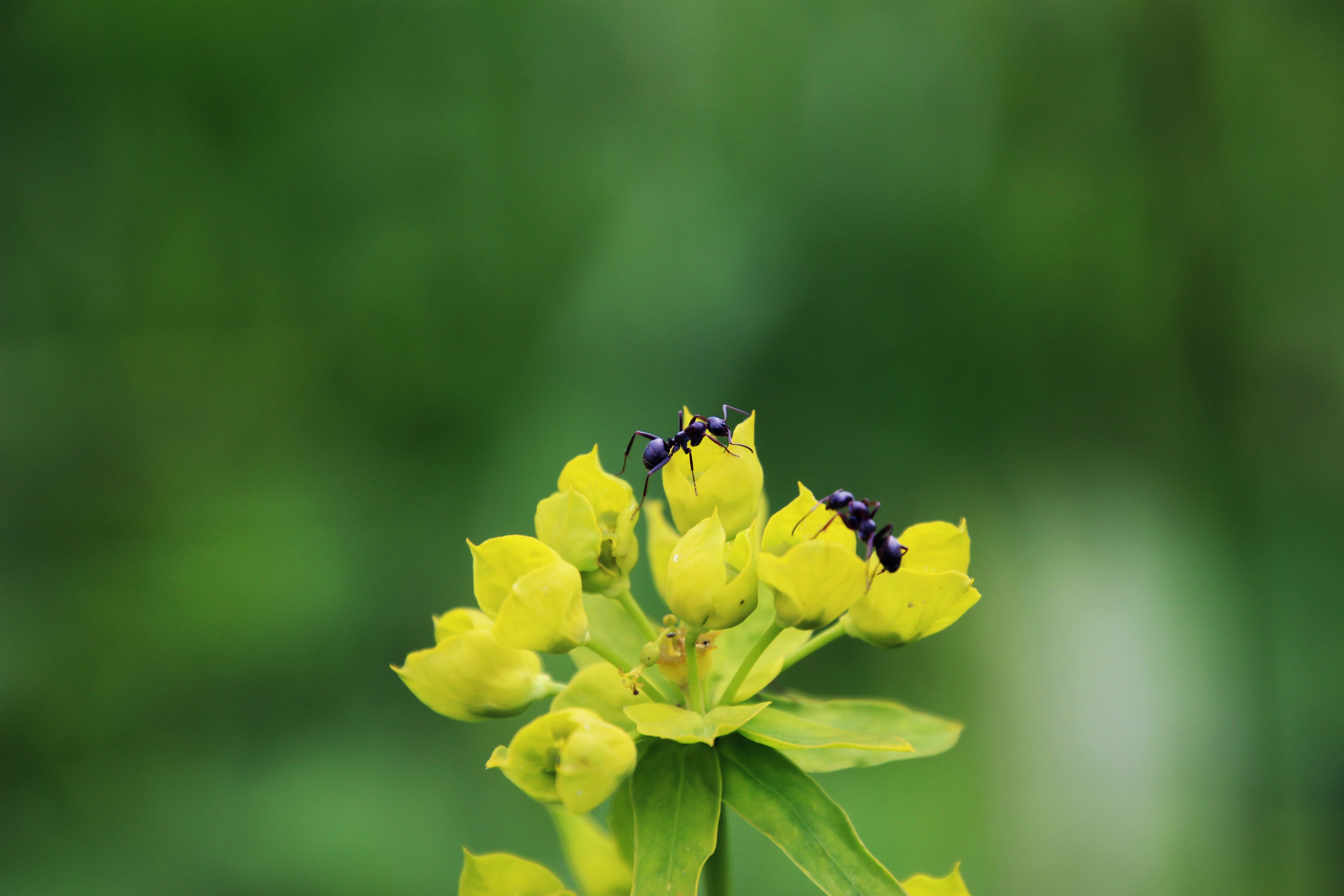 Two ants pollinating a flower