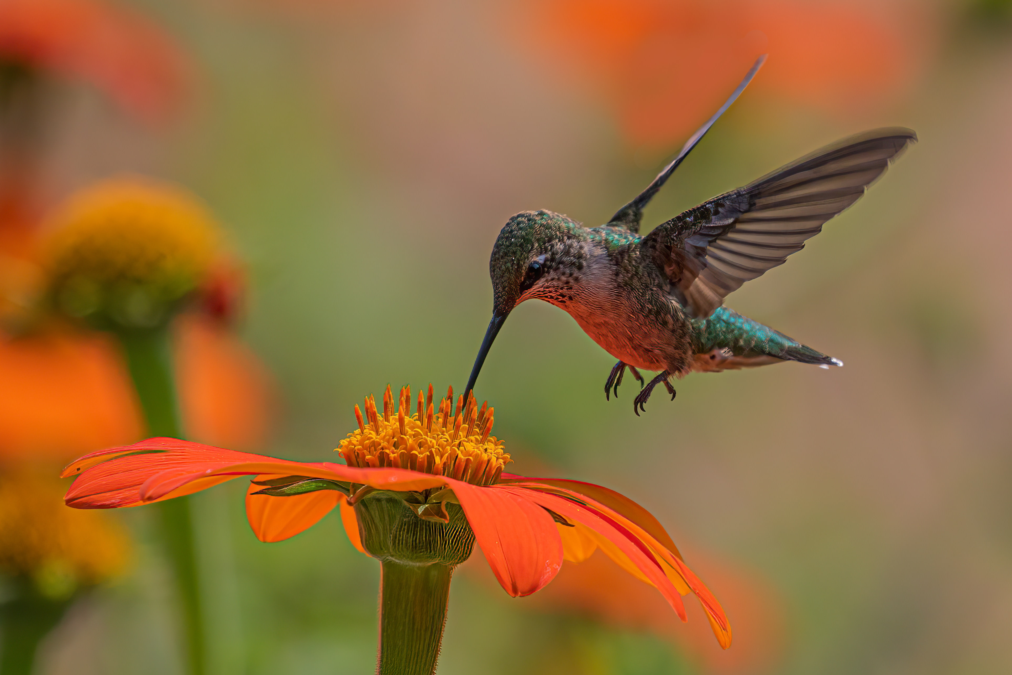 A hummingbird seeping nectar