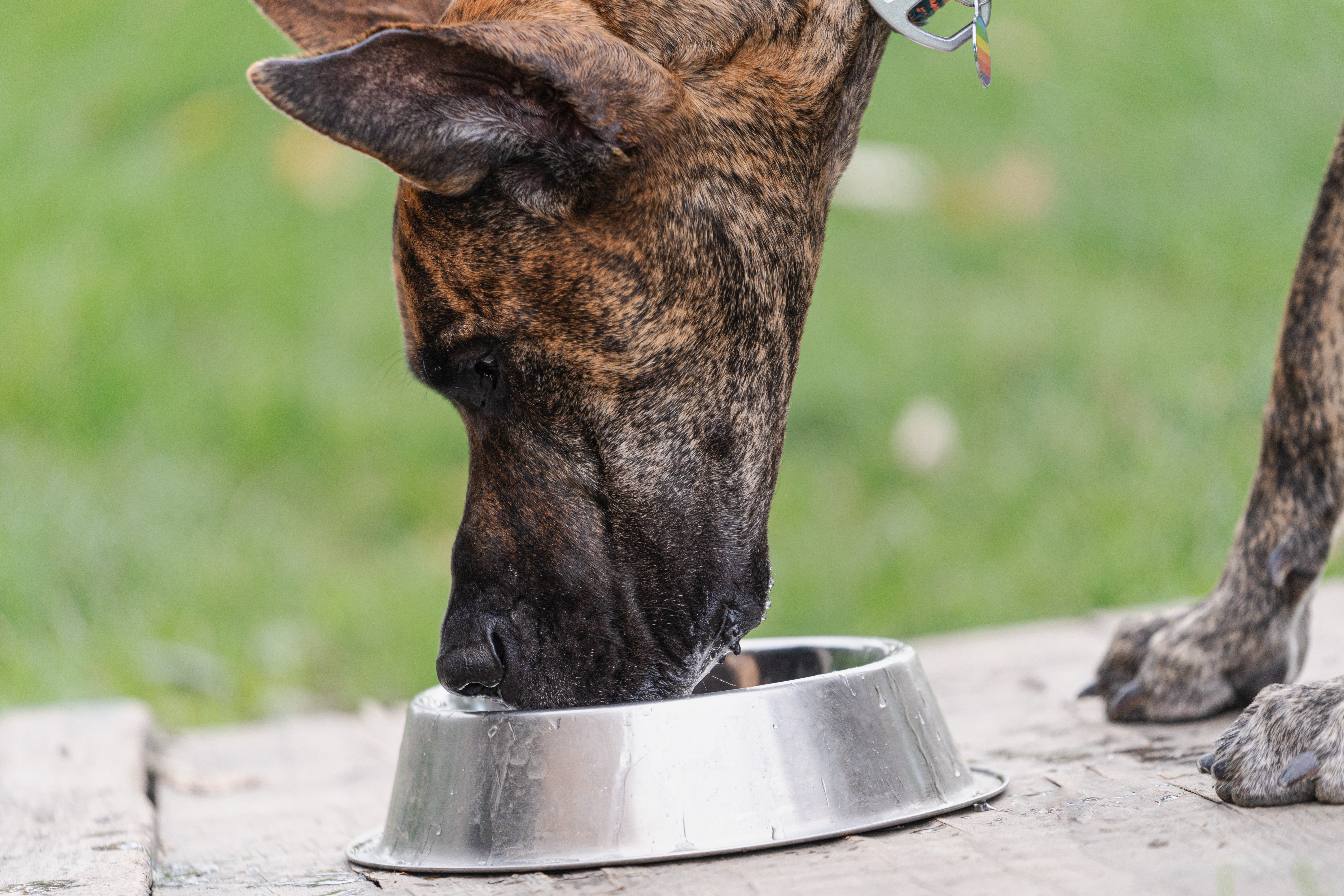 Become a Pro at Protein: Understanding Protein for Dogs