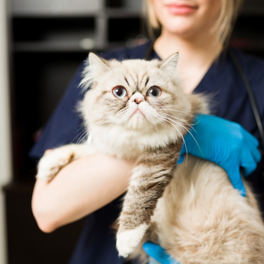 Veterinary Cancer Group Las Vegas
