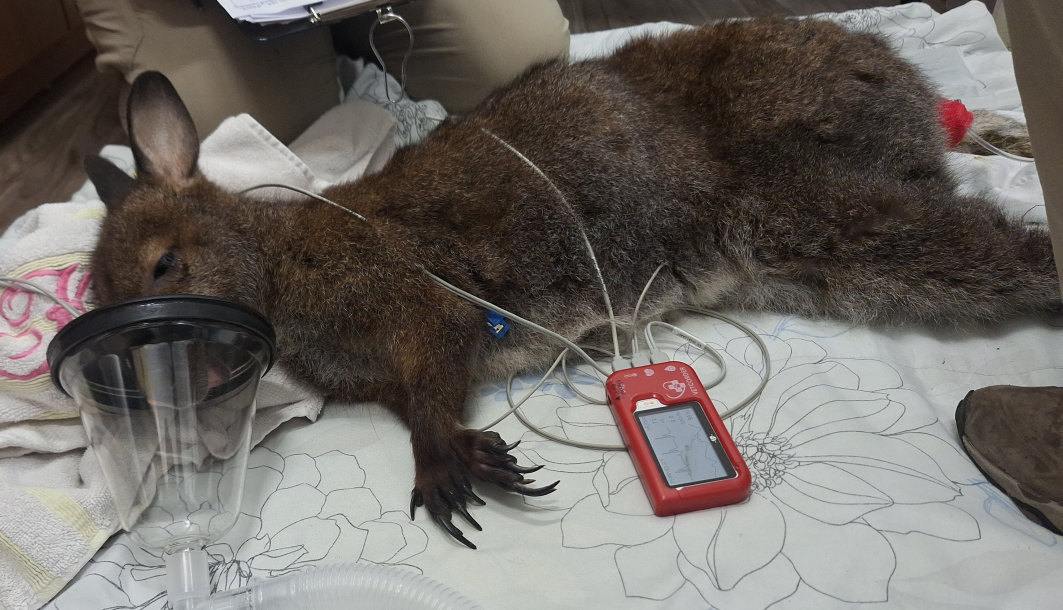 Murray the Wallaby prepped for a CT scan