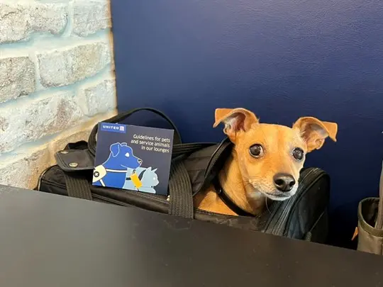 Small dog in travel carrier