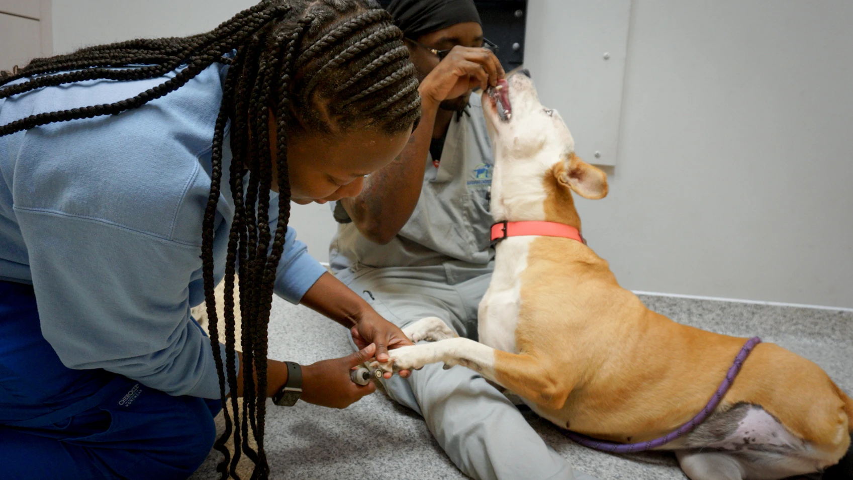 Animal Medical Clinic of Fairburn