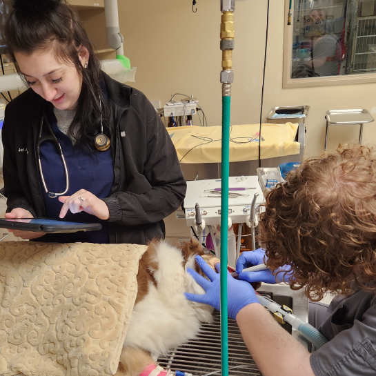 Alpine Animal Hospital