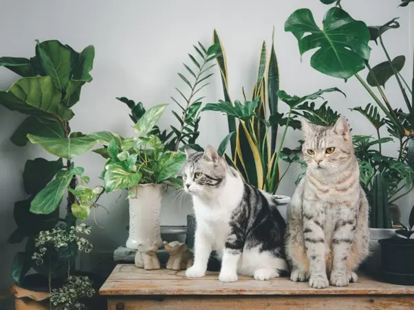 Cats on table with plants