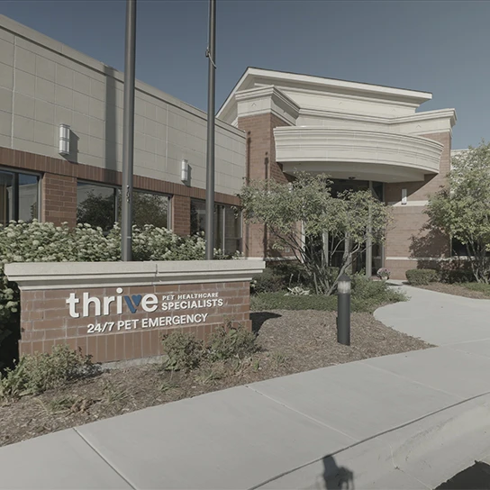 Dermatology for Animals - Hoffman Estates