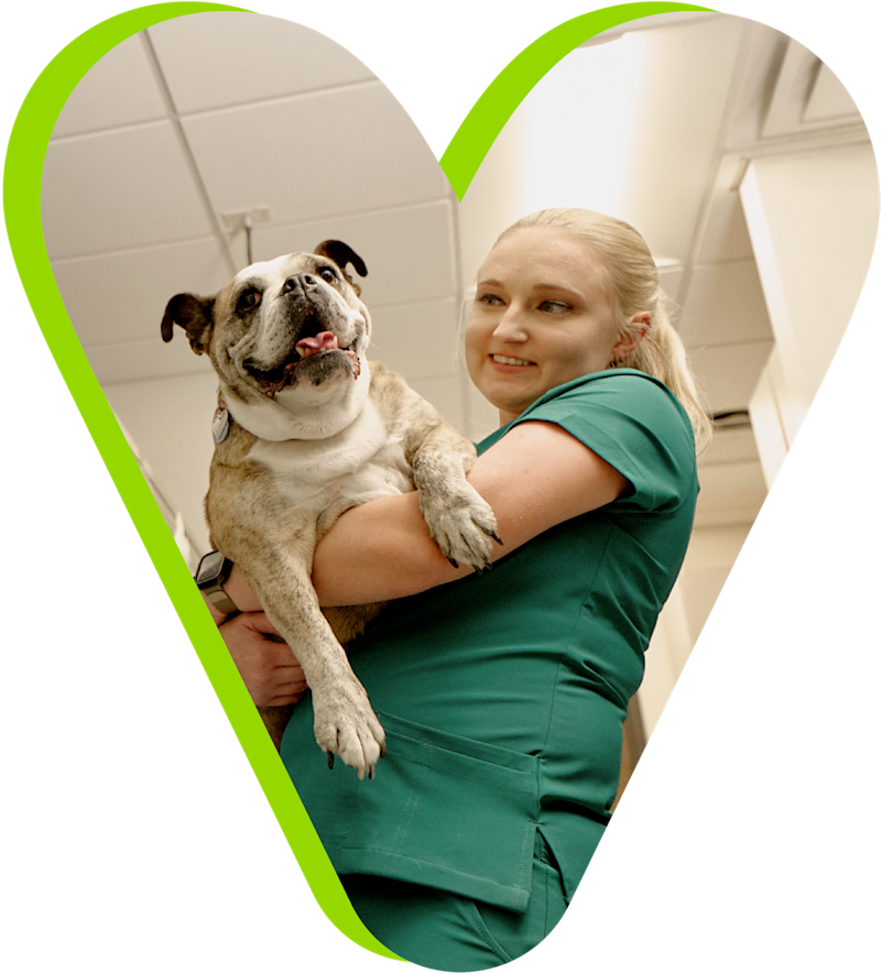 Veterinarian with pet