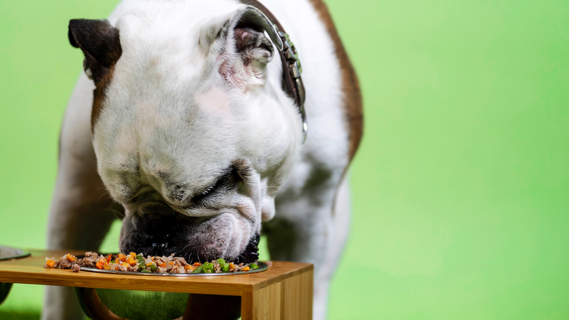 Help! My Dog Eats Everything! Thrive Pet Healthcare