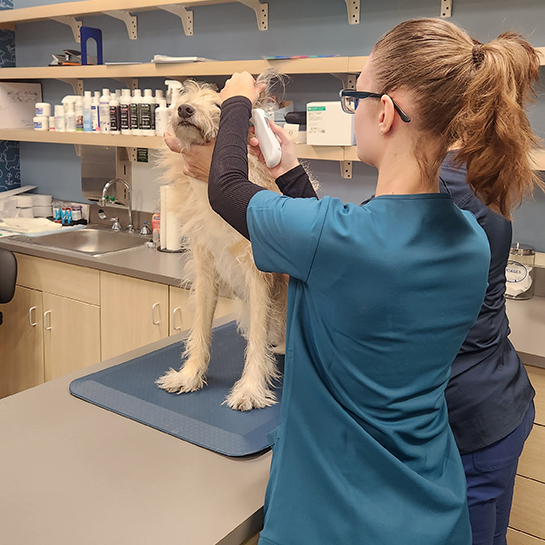 Dermatology for Animals - Valrico
