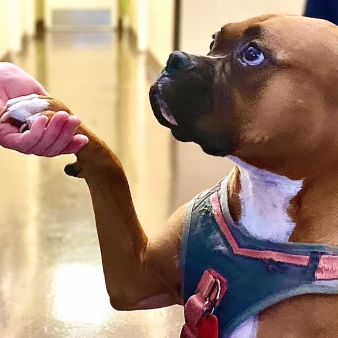 Veterinary Cancer Group of Los Angeles
