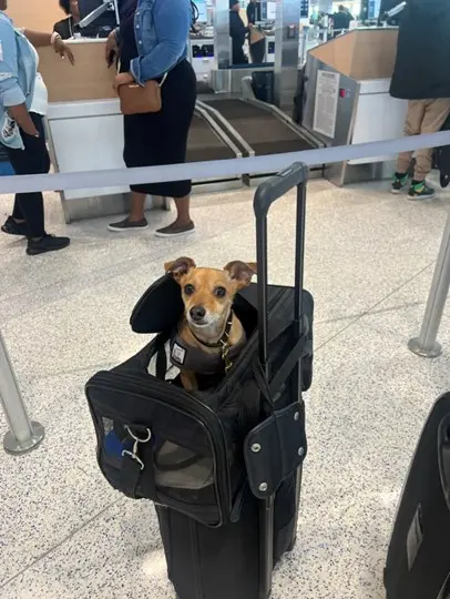 Dr. Pavia's dog, Pierre, at the airport TSA checkpoint.