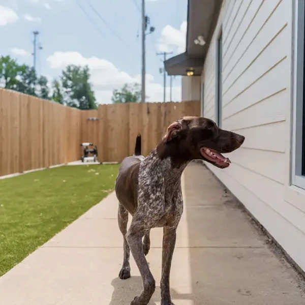 The Pet Hospitals Midtown