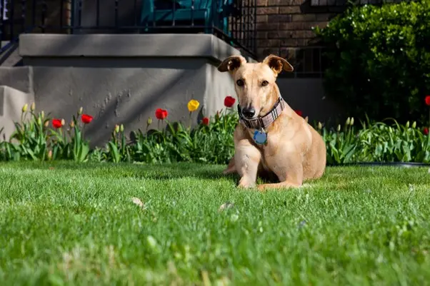 Greyhound lounging in the backyard on the grass