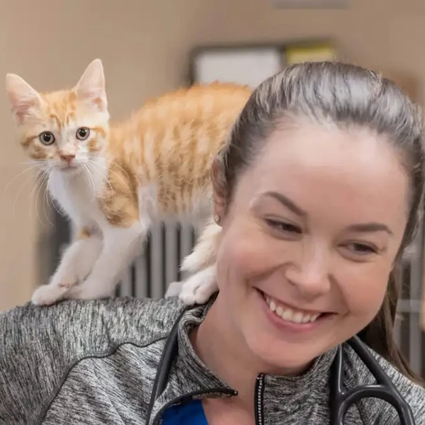 The Pet Hospitals Poplar At Massey